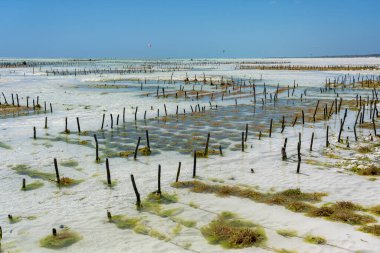 Ada Zanzibar, Tanzanya, Doğu Afrika 'da deniz yosunlu bir deniz bahçesi.