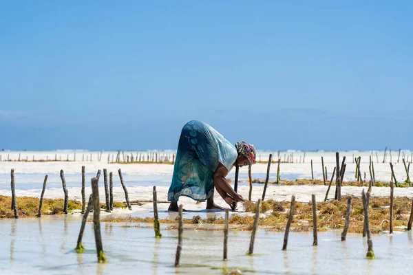 タンザニアのザンジバル 11月11 2019 女性は伝統的なドレス 島ザンジバル タンザニア 東アフリカの海のプランテーションで石鹸 化粧品 メディシンのための海藻を収穫する — ストック写真