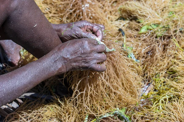 Female hands sort out seaweed for further processing on island Zanzibar, Tanzania, East Africa, close up