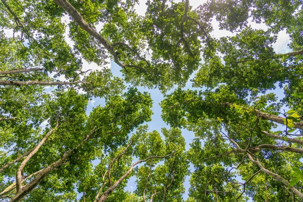 Blick Auf Die Baumwipfel Urwald Einem Sonnigen Tag Insel Sansibar — Stockfoto