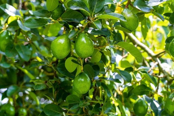 Groene Bladeren Avocado Vruchten Aan Boom Een Tropische Tuin Close — Stockfoto