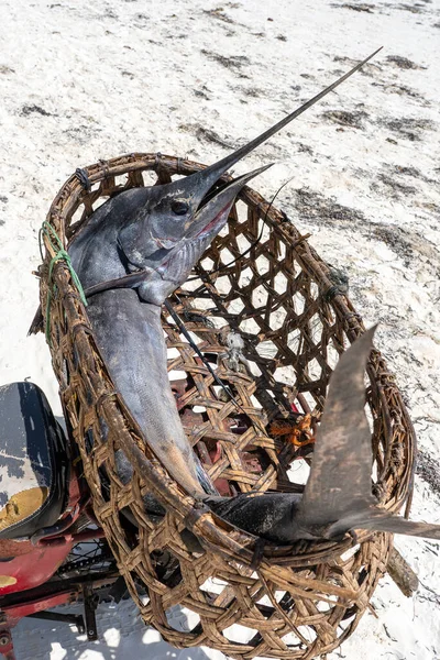Frisch Gefangener Großer Marlinfisch Einem Strohkorb Auf Einem Motorrad Strand — Stockfoto