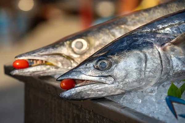 Fechar Dentes Barracuda Com Tomate Vermelho Mar Peixe Fresco Barracuda — Fotografia de Stock