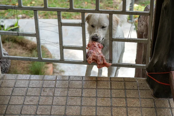 Głodny Pies Trzyma Kawałek Mięsa Przez Trellised Bramy Ganku Zamknąć — Zdjęcie stockowe