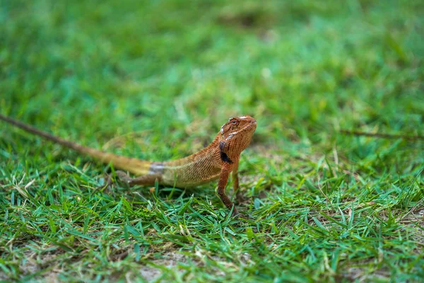 トカゲのタイでは 緑の草の中を歩くと 閉じる 動物と自然の概念 — ストック写真