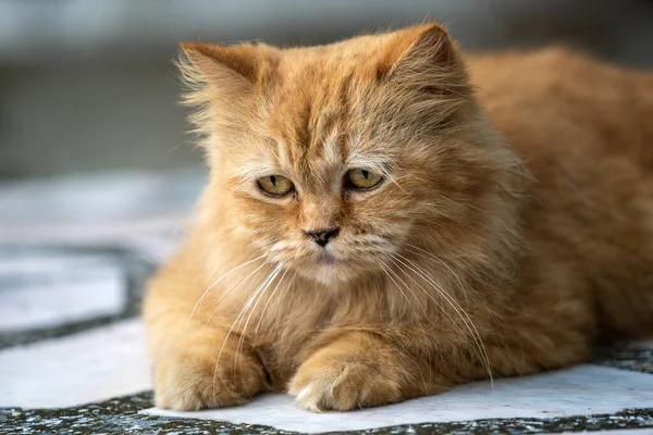 Retrato Belo Gato Gengibre Jardim Tailândia Close — Fotografia de Stock