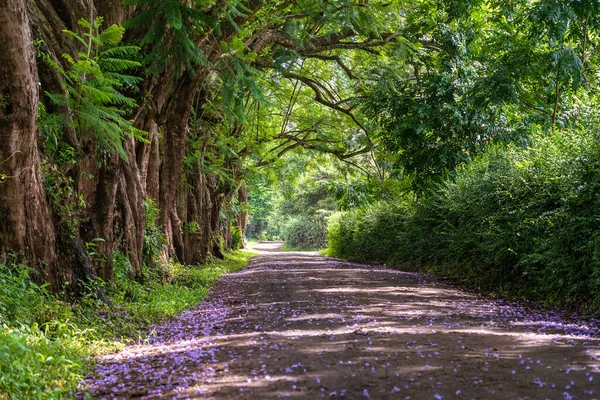 Long Chemin Route Côté Grands Arbres Verts Comme Tunnel Arbres — Photo