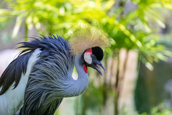 Portret Van Grijze Gekroonde Kraan Balearica Regulorum Met Zijn Stijve — Stockfoto