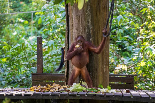 Orangotango Selvagem Floresta Tropical Ilha Bornéu Malásia Perto Macaco Orangotango — Fotografia de Stock