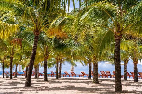 Palme Cocco Verdi Sedie Sdraio Sulla Spiaggia Sabbia Bianca Vicino — Foto Stock