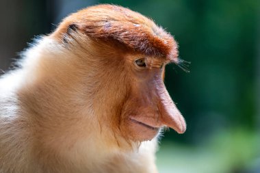 Borneo, Malezya 'nın yağmur ormanlarındaki vahşi hortumlu maymun ya da Nasalis larvası, yaklaşın.