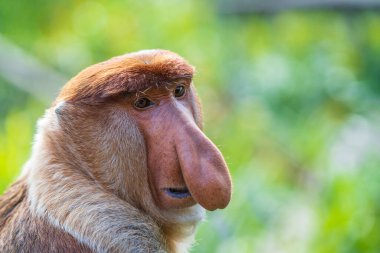 Borneo, Malezya 'nın yağmur ormanlarındaki vahşi hortumlu maymun ya da Nasalis larvası, yaklaşın.