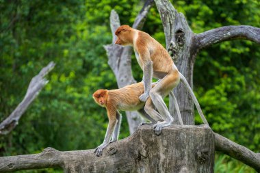 Pair of wild Proboscis monkeys makes love in the rainforest of island Borneo, Malaysia, close up clipart
