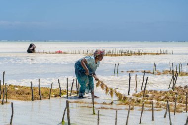 Zanzibar, Tanzanya - 11 Kasım 2019: Kadınlar geleneksel elbise, ada Zanzibar, Tanzanya, Doğu Afrika 'daki bir deniz plantasyonunda sabun, kozmetik ve ilaç için deniz yosunu hasat ediyorlar