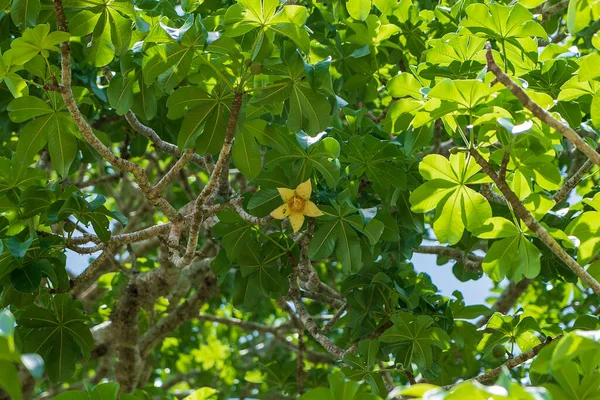 Ένα Κίτρινο Λουλούδι Ένα Δέντρο Baobab Πράσινα Φύλλα Στο Φόντο — Φωτογραφία Αρχείου