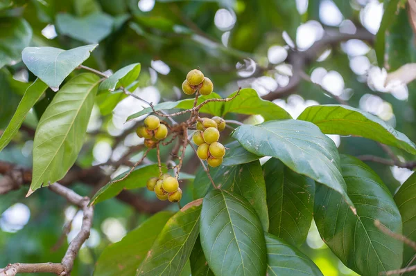 Sapindus Rarak Druh Soapberry Listnatý Strom Slunečného Dne Ostrově Zanzibar — Stock fotografie