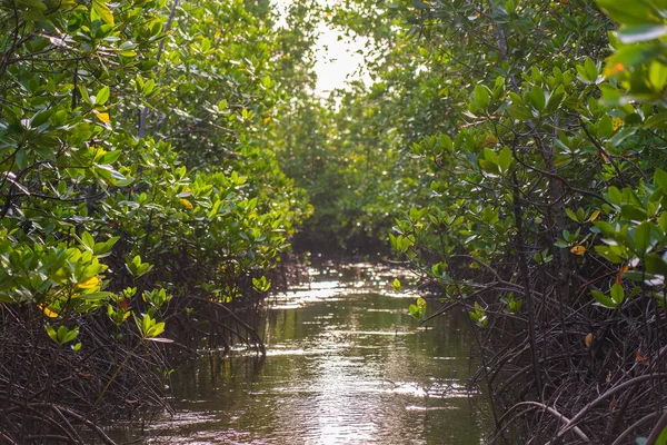 Mangrove Tenger Mellett Zanzibár Szigetén Tanzánia Kelet Afrika — Stock Fotó