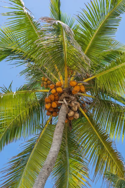 Widok Palmy Kokosowej Wysokości Podłogi Plaży Zanzibar Tanzania Zielone Liście — Zdjęcie stockowe