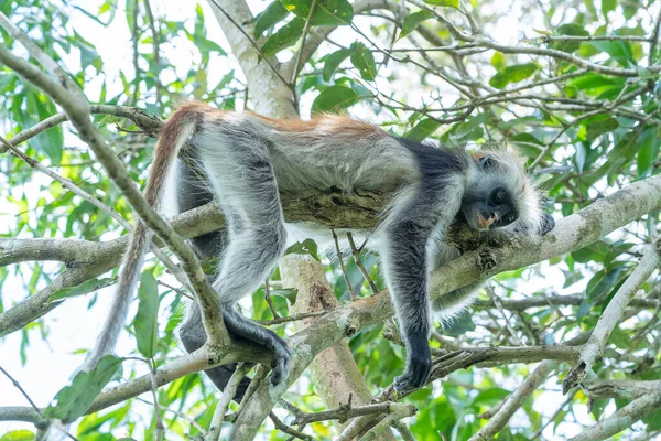 Scimmia Colobus Rossa Selvatica Seduta Sul Ramo Nella Foresta Tropicale — Foto Stock