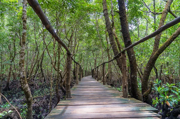 Sétány Mentén Mangrove Trópusi Sziget Zanzibar Tanzánia Kelet Afrika — Stock Fotó