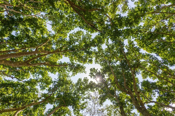 Blick Auf Die Baumwipfel Urwald Einem Sonnigen Tag Insel Sansibar — Stockfoto