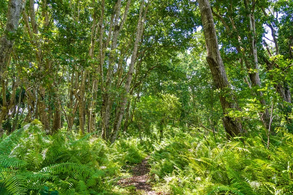 Bosque Selvático Con Sendero Vida Silvestre Claro Día Soleado Isla — Foto de Stock