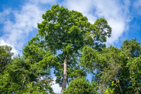 Der Große Tropische Baum Mit Himmelshintergrund Blick Von Unten Wissenschaftlicher — Stockfoto
