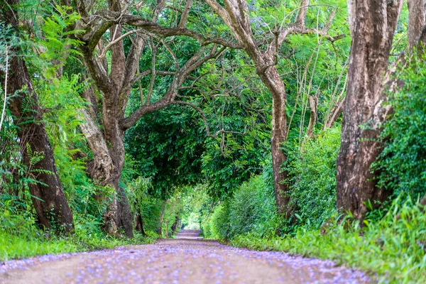 Largo Camino Camino Lado Grandes Árboles Verdes Como Túnel Árboles —  Fotos de Stock
