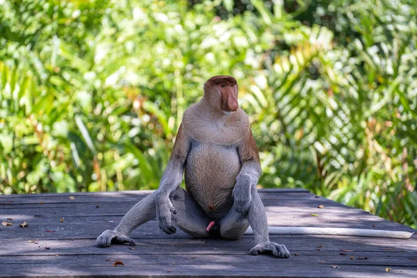 Retrato Mono Salvaje Proboscis Larvatus Nasalis Selva Tropical Isla Borneo —  Fotos de Stock