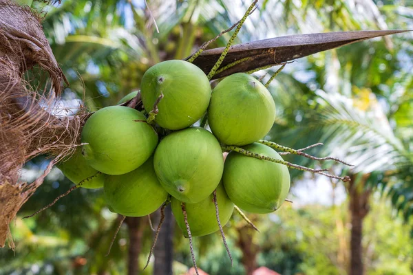 Green Coconuts Palm Trees Tropical Beach Island Phu Quoc Vietnam — Stock Photo, Image