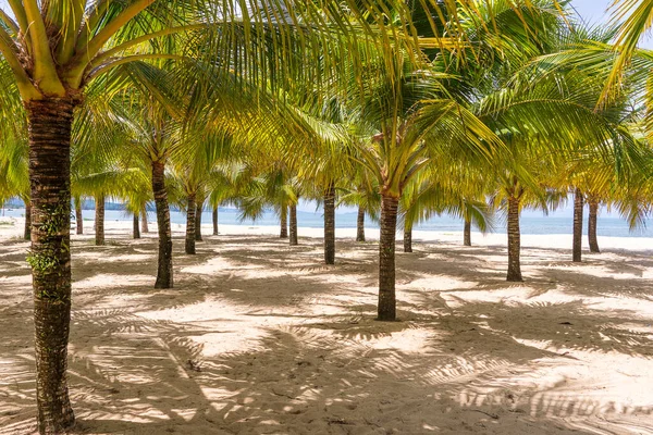 Palme Cocco Verdi Sulla Spiaggia Sabbia Bianca Vicino Mar Cinese — Foto Stock
