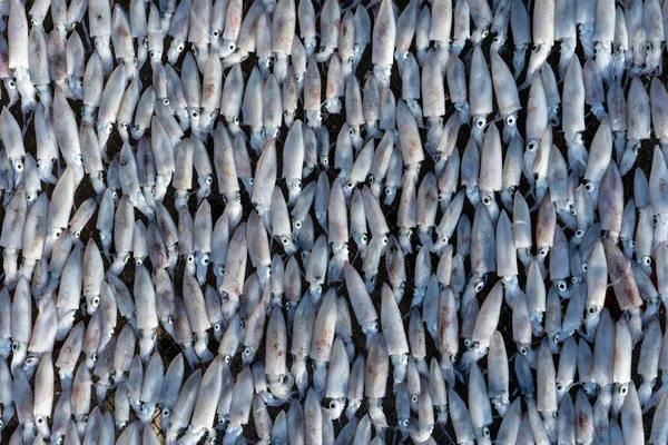 Verse Inktvissen Worden Gedroogd Zon Het Eiland Koh Phangan Thailand — Stockfoto