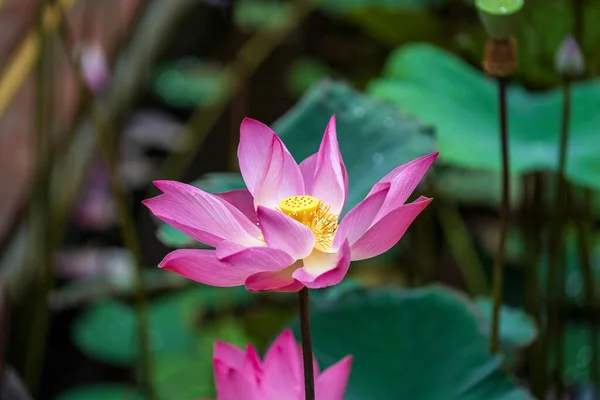 Pink Water Lily Flower Lotus Flower Vietnam Close — Stock Photo, Image