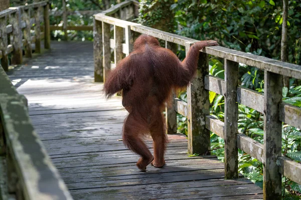 Borneo Malezya Nın Yağmur Ormanlarında Bebeğiyle Dişi Orangutan Yaklaşıyor Orangutan — Stok fotoğraf