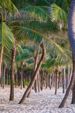 Danang, Vietnam 'daki kumlu plajda yeşil hindistan cevizi palmiyeleri. Seyahat ve doğa kavramı