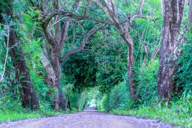 Ağaç tüneli gibi büyük yeşil ağaçların yanındaki uzun yol. Tanzanya, Doğu Afrika.