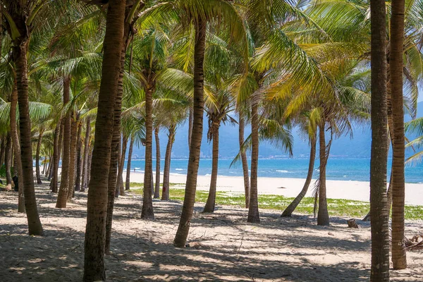 Зеленые Кокосовые Пальмы Песчаном Пляже Дананге Вьетнам Концепция Путешествия Природы — стоковое фото
