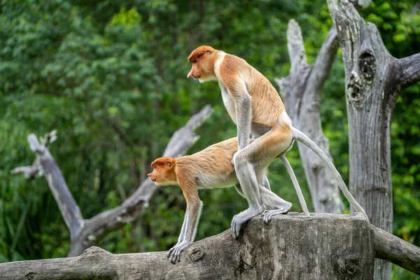 Par Monos Salvajes Proboscis Hace Amor Selva Tropical Isla Borneo — Foto de Stock