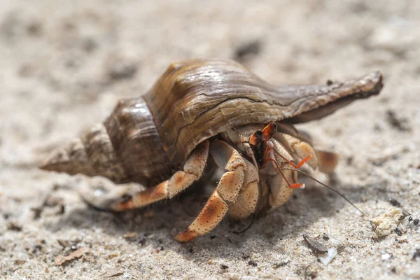 Hermit Crab Sandy Beach Island Zanzibar Tanzania East Africa Cancer — Stock Photo, Image