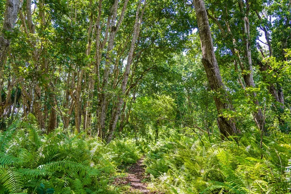 Dschungel Mit Wanderweg Und Tierwelt Einem Klaren Sonnigen Tag Auf — Stockfoto