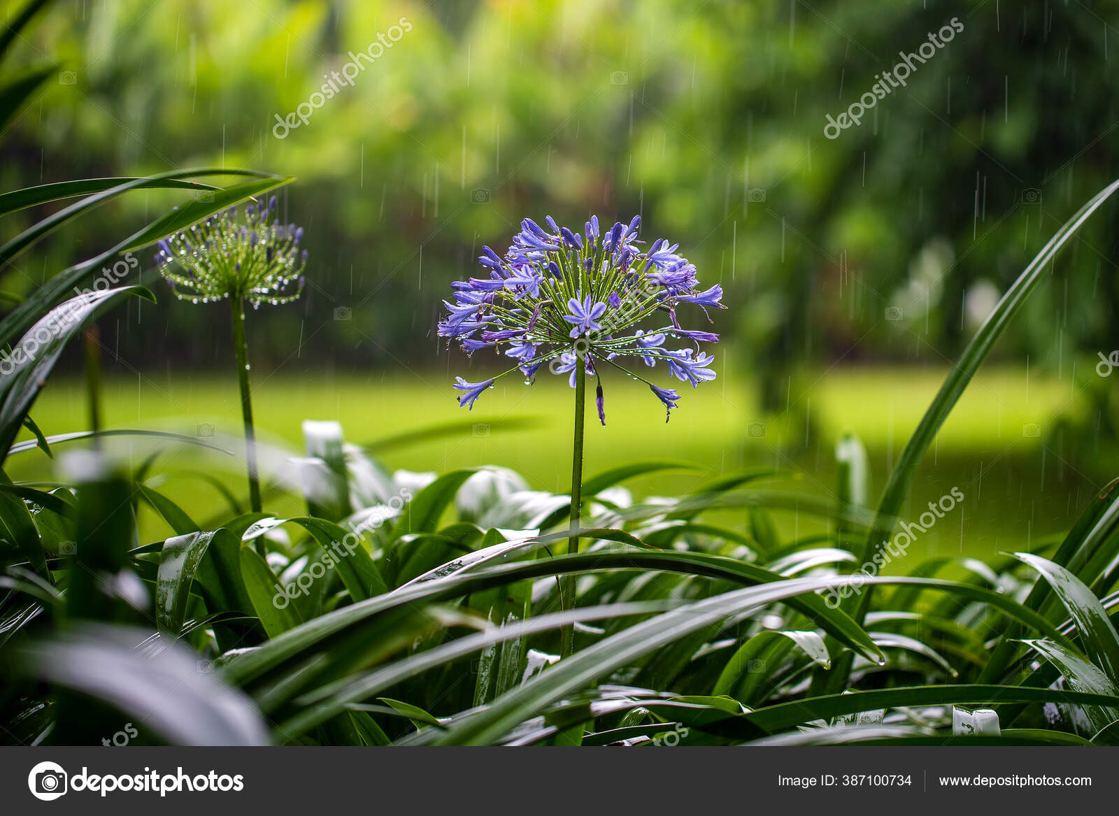 Agapanthus Praecox Flor Lirio Azul Durante Lluvia Tropical Cerca Lirio:  fotografía de stock © OlegDoroshenko #387100734 | Depositphotos