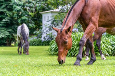Tropikal bahçede yeşil çimlerde at otluyor. Tanzanya, Doğu Afrika