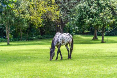 Tropikal bahçede yeşil çimlerde at otluyor. Tanzanya, Doğu Afrika