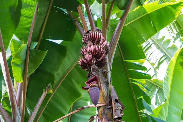 Bananen Grünpalme Mit Einem Bund Roter Bananen Die Auf Dem — Stockfoto