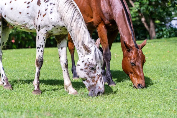 Caballo Pastando Sobre Hierba Verde Jardín Tropical Tanzania África Oriental — Foto de Stock