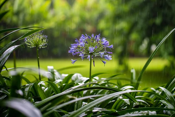 Agapanthus Praecox Blauwe Lelie Bloem Tijdens Tropische Regen Close Afrikaanse — Stockfoto