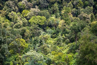 Ormandaki tropik ağaçlar Danang, Vietnam, Güneydoğu Asya yakınlarındaki bir dağ tepesinde. Üst görünüm