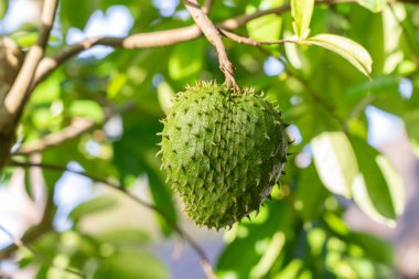 Yeşil taze tropik meyve Soursop veya Annona muricata veya Sirsak, hala Zanzibar, Tanzanya, Doğu Afrika 'daki ağaçta asılı duruyor.