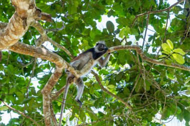 Vahşi kırmızı kolobus maymunu, Doğu Afrika, Tanzanya 'nın Zanzibar adasındaki tropikal ormanın dalında oturuyor.