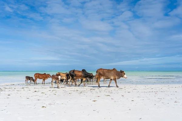 ザンジバル島 タンザニア 東アフリカの海の水の近くのビーチに沿って歩くズエブ牛の家族 牛と牛は自然の上に子牛と — ストック写真
